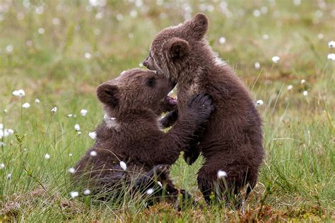 Bear hug